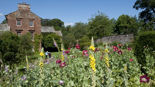 Visitors in the distance looking into the pond at Acorn Bank. Yellow and red verbascum and poppies are in the border in the foreground.